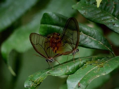 The Yasuni National Park - Shiripuno Amazon Lodge