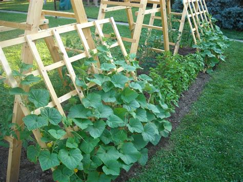 Tomato ladder and cucumber trellis. | Cucumber trellis, Diy garden ...