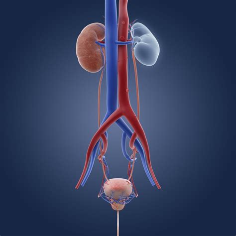 Hemorrhagic Cystitis: Symptoms, Causes, Diagnosis, and Treatment