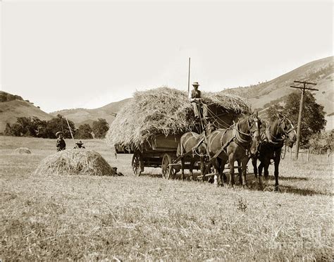 Horse-drawn Hay Wagon Carmel Valley California circa 1905 Photograph by ...