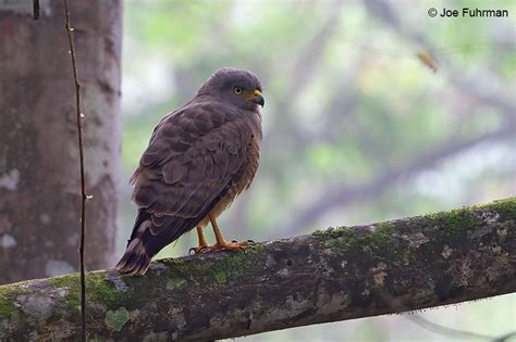 Roadside Hawk – Joe Fuhrman Photography