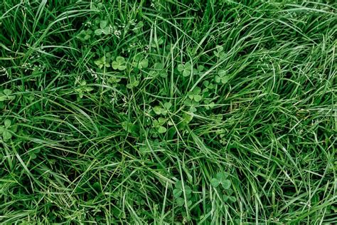 How To Get Rid Of Clover Weeds In My Lawn at Alana Soto blog