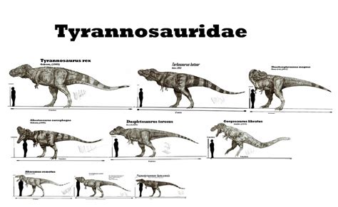 Tyrannosauridae | Wiki Dino | FANDOM powered by Wikia