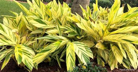 Cuidados de la Alpinia Zerumbet Variegata: Cultivo del jengibre de ...