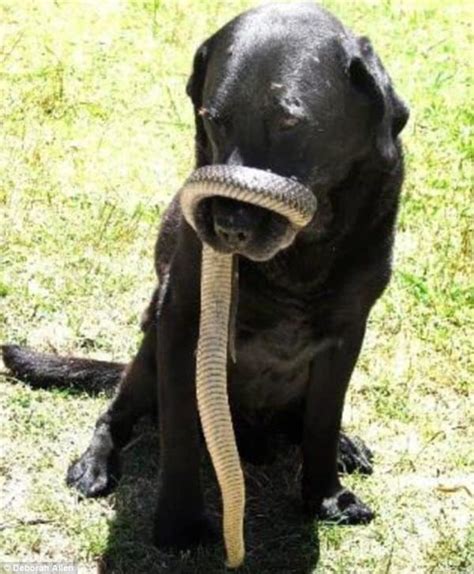 Aussie Dog Tries To Catch A Deadly Snake - Dog Files