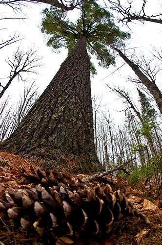 Michigan’s State Tree: White Pine (Pinus strobus) | Michigan adventures ...