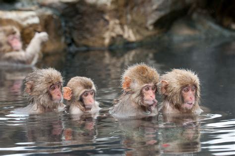 Jigokudani Monkey Park- Where Monkeys Bath in Hot Springs