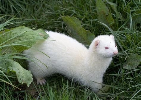 170+ White Ferret Names For Your Cute Pet White Ferrets