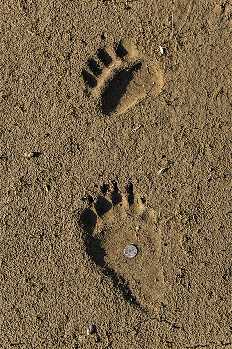 Grizzly Bear Tracks, Ak Photograph by Mark Newman | Pixels