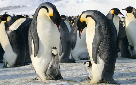 Emperor penguin chicks keeping dad on their toes, in pictures