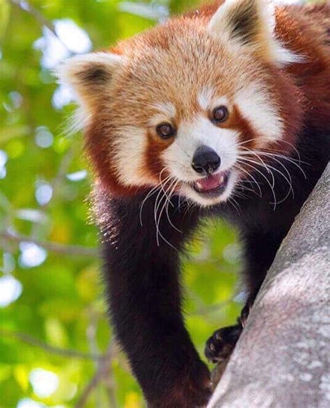 The red panda is a mammal native to the eastern Himalayas and southwestern China #redpanda # ...