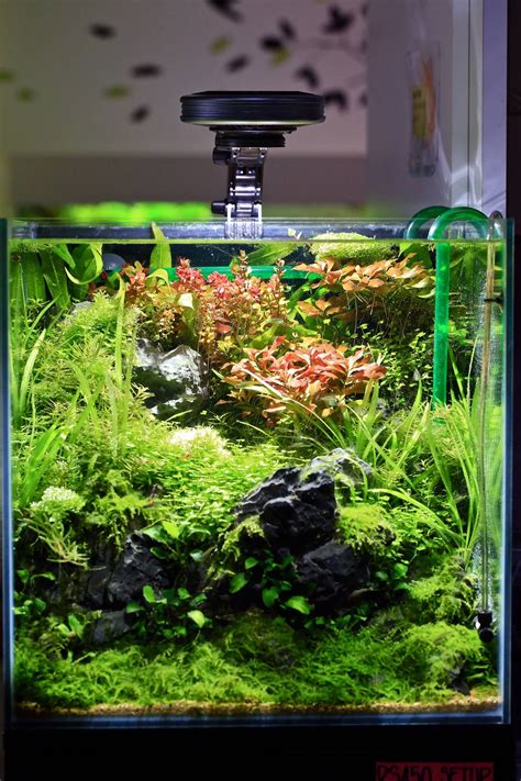 Beautiful | Aquascape design, Aquarium, Aquascape