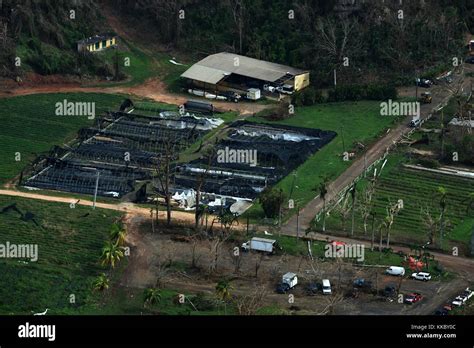 Aerial view of damaged crops in the aftermath of Hurricane Maria September 26, 2017 in Puerto ...