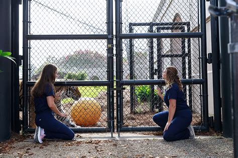 Meet the LSU students who take care of the school’s beloved mascot