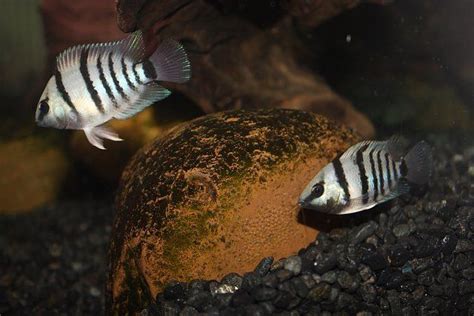 Cryptoheros cutteri | Cichlid fish, Cichlids, Tropical fish