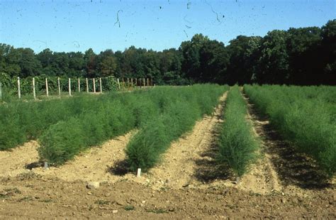 Ensuring season-long weed control for asparagus growers – IR-4 Project