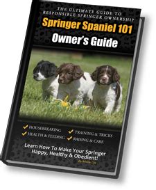 Springer Spaniel 101: Owner's Guide