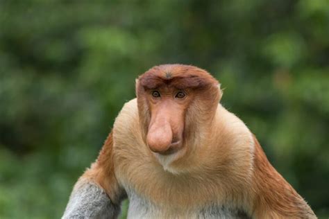 The Strange Looking Proboscis Monkey | Critter Science