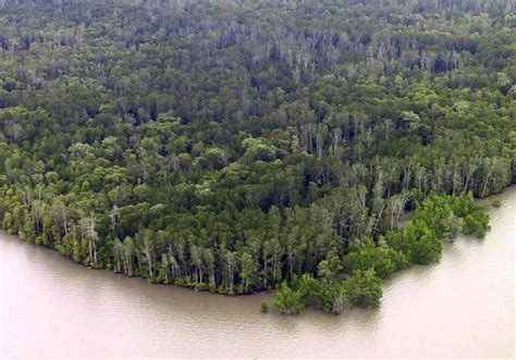 Hutan Mangrove Terbesar Indonesia, Salah Satunya Ada di Papua Barat Luasnya 482.029 Hektare