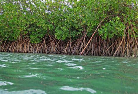 Pentingnya Pengelolaan Ekosistem Mangrove Secara Berkelanjutan ...