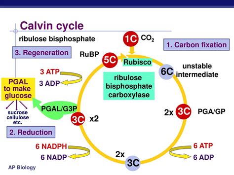 Photosynthesis: Life from Light - ppt download