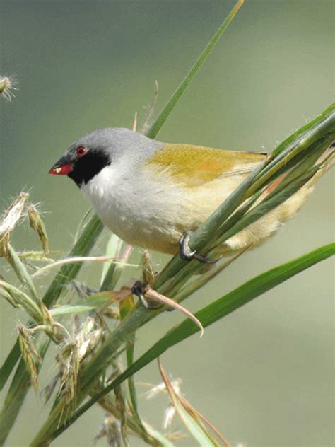 Forest Birds - Brians Birding Tours