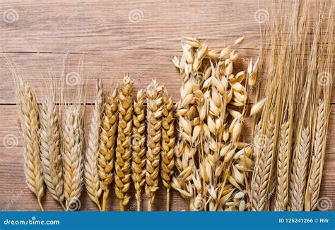 Ears of Wheat, Rye, Barley and Oats Stock Photo - Image of autumn, farm: 125241266