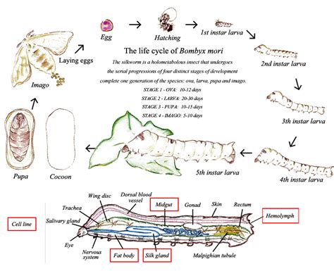 Insect Proteome Database, Silkworm