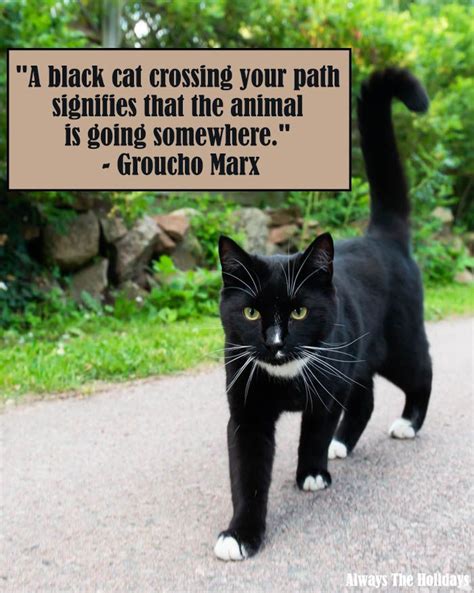 Black Cat Quotes - The Best Quotes to Celebrate Black Cats in 2020 ...