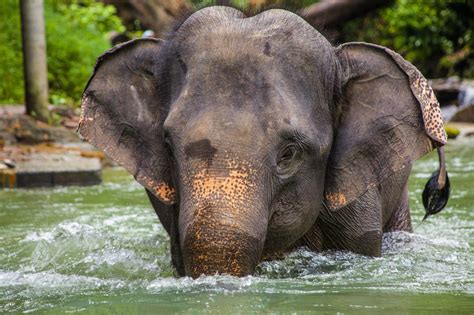 Visit an Elephant Sanctuary in Thailand - Lloyds Travel & Cruises