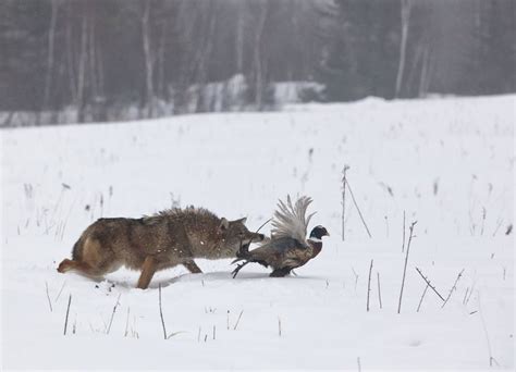 Colorado Coyote Hunting - Longmeadow Game Resort