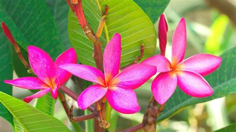 How to Grow Plumeria — The Complete Guide