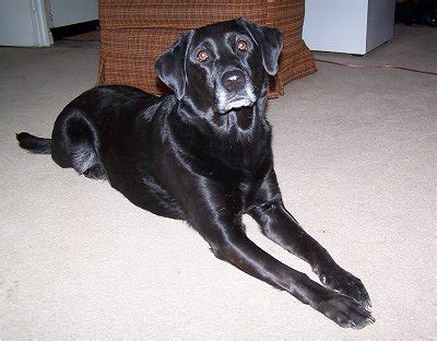 Goldens Retrievers: Golden Retriever And Black Lab Mix