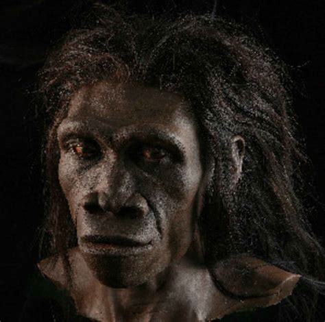 Homo erectus (reconstruction)