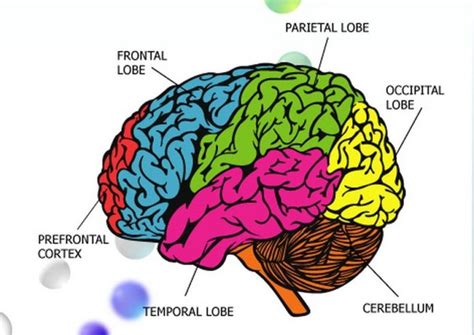 Brain Map Diagram