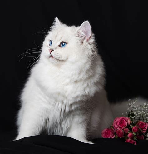 Brittish Cats | Scottish Kingdom Cats