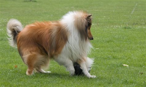 Dog Playing Soccer Free Stock Photo - Public Domain Pictures