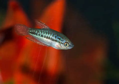 Sparkling Gourami: Care Tips for Peaceful Aquariums