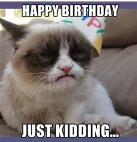 Grumpy Cat | Grumpy cat birthday, Funny grumpy cat memes, Grumpy cat