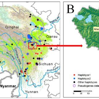 Sampling and detection of ITS pseudogenes in populations of... | Download Scientific Diagram