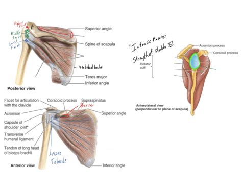 Insertions for rotator cuff muscles glenoid fossa labrum intrinsic muscles of shoulder joint quizzes