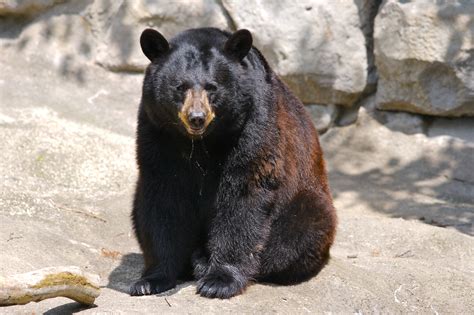 File:Black Bear 7.jpg - Wikimedia Commons