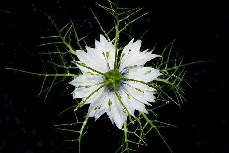 Love in a mist Photograph by Moments In Time Photographics - Fine Art ...