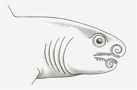 Helicoprion, Prehistoric Shark Facts and Figures