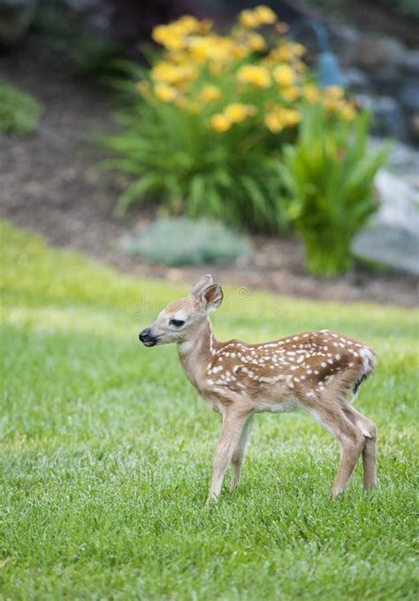 Spotted Fawn stock image. Image of looking, fawn, cute - 20124481