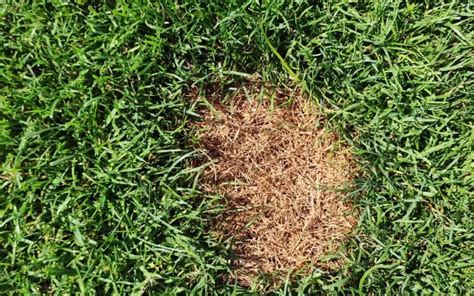 Grub Damage vs Fungus – How to Spot the Difference