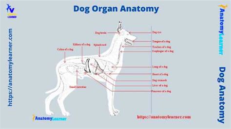 Dog Organ Anatomy » AnatomyLearner >> The Place to Learn Veterinary Anatomy Online