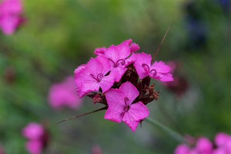 Mendocino Coast Botanical Gardens | Niral's Photoblog