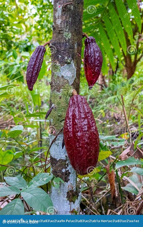 Cocoa Bean Ripe in Tree in Jungle before Harvest Stock Photo - Image of ...