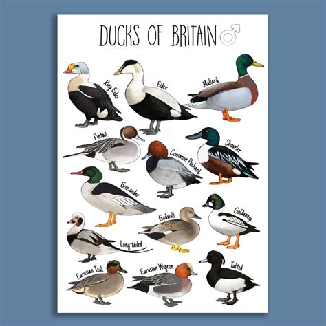 British Male Ducks Identification chart with Eiders, Wigeon, teals, pochards, mallards and ...